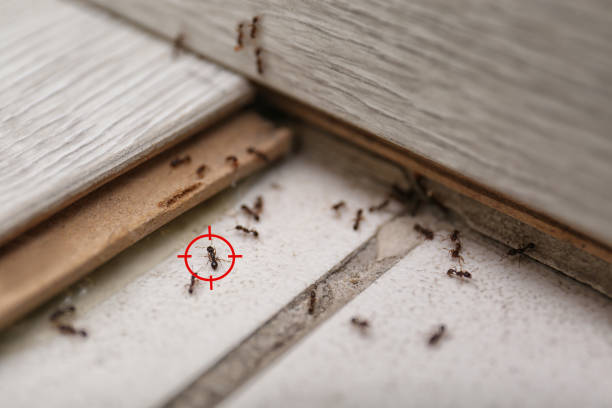 Best Spider Control Near Me  in Oakboro, NC