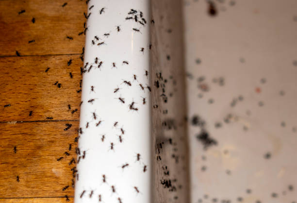 Best Emergency Pest Control  in Oakboro, NC